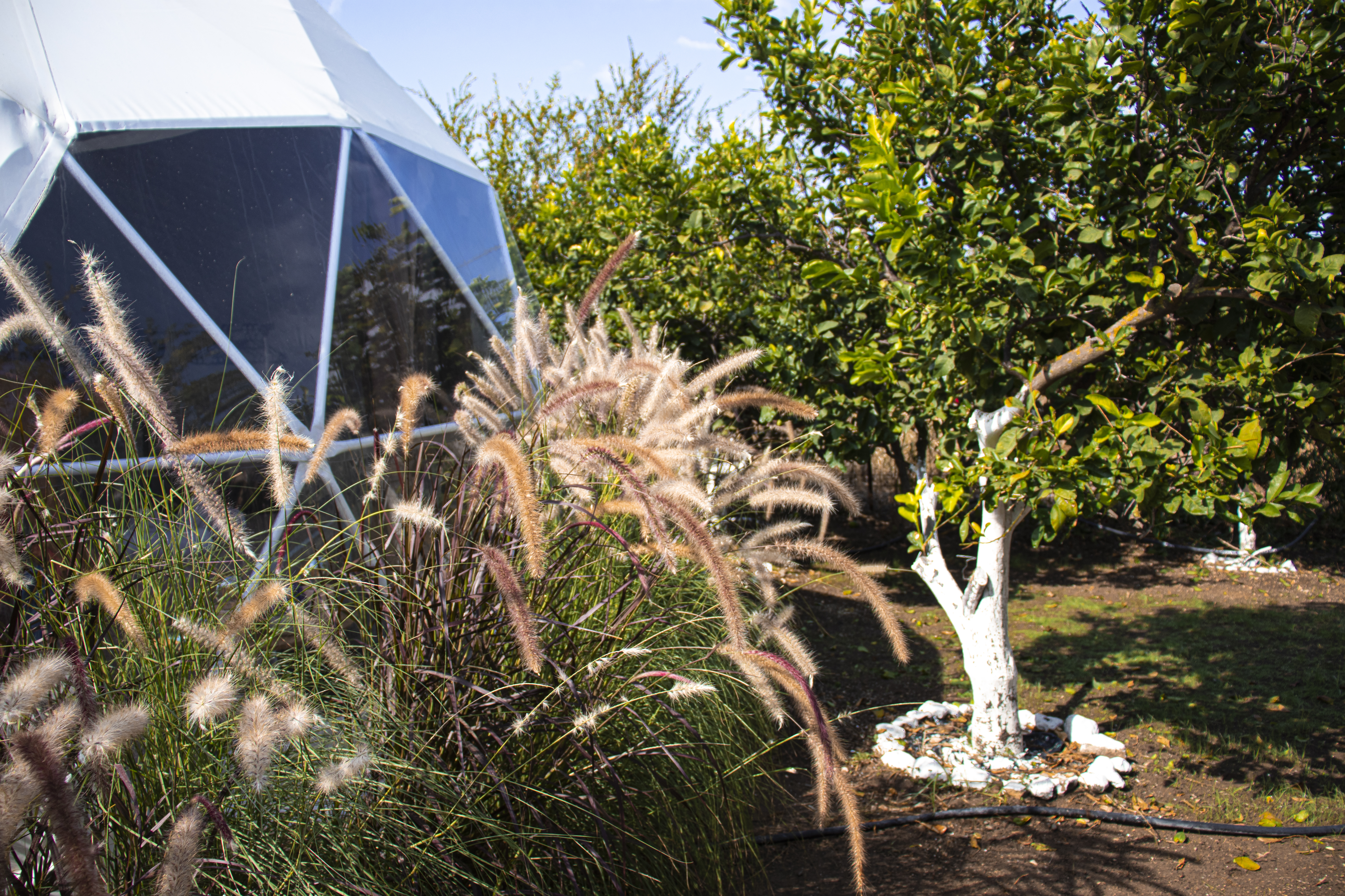 geodesicdome