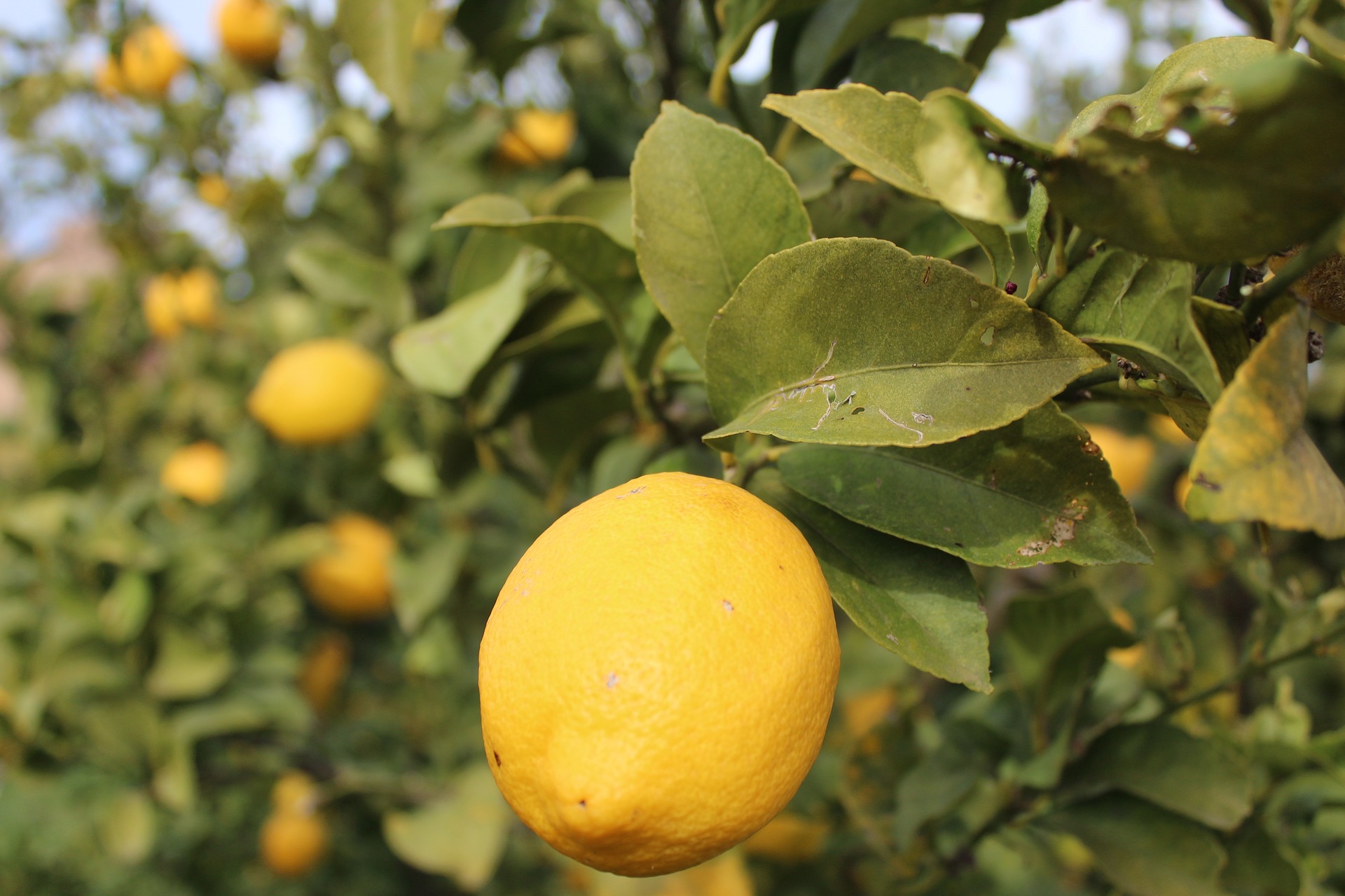 lemon tree